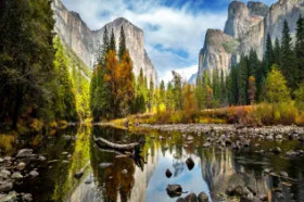 Majestat wiecznie zielonych sekwoi