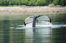 USA (Alaska) - KANADA (Vancouver) + rejs statkiem dla koneserów